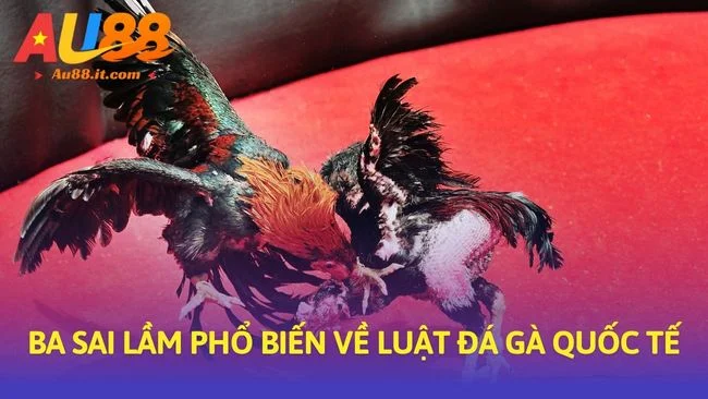 Ba sai lầm phổ biến về Luật đá gà quốc tế